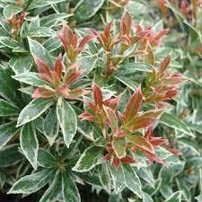 Other common names pieris 'little heath'. Pieris Japonica Little Heath Schattenglockchen