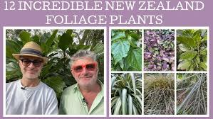 Image result for Sonchus luxurians