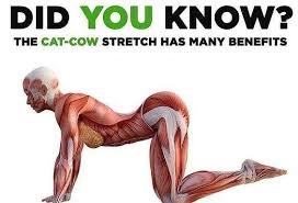 Last but not least, do cat/cow with the hands elevated to stretch your lat, shoulders and get better posture! Cat Cow Pose Exercise Exercise Biceps Workout Biceps