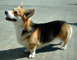 Sables will exhibit a black cast over the back, withers, and tail head and will also have what is called a widows peak. Pembroke Welsh Corgis Info Facts Temperament Puppies Pictures