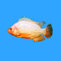 Hal tersebut karena ikan nila memiliki daging yang gurih serta lezat dan harga ikan nila cukup terjangkau sehingga permintaan … 2021 Gonila Teknologi Bioflok Untuk Ikan Nila App Download For Pc Android Latest