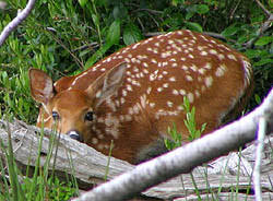 Rådjur (capreolus capreolus) är ett litet hjortdjur som förekommer i europa och mindre asien.benämningen på en vuxen hane är bock.honan kallas för get eller rå, ungdjur under första året kallas kid eller killing, och getter som ännu inte fött kid kallas för smaldjur Hexmasters Faktoider Radjuret Bambi