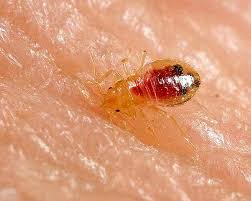 And i'll be talking to you about pest control. Bed Bug Exterminator Phoenix Bed Bug Removal Phoenix