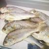 Seekor ikan siakap atau ape ikan pun boleh. 1