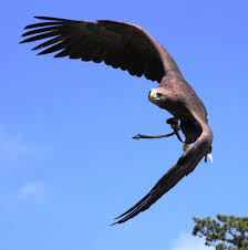 Free Images Birds In Flight Image Result For Images Of Large Birds In Flight Bird Birds In Flight Bird Pictures