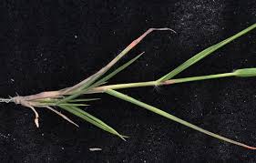 Image result for Eragrostis arenicola
