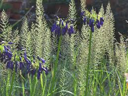 Image result for Agapanthus inapertus