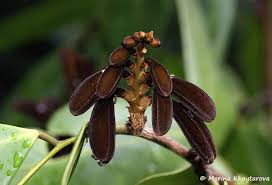 Image result for Baikiaea insignis