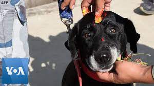 Dogs in Nepal are Celebrated During Kukur Tihar Festival - YouTube