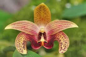 Image result for Bulbophyllum lupulinum