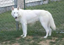 They only produce mild temperament happy dogs, and after breeding dog's for over thirty years, they have produced the best genes in their dogs for this. Pin By Morgan Morris On Wolf Dog White Wolf Dog Wolf Dog White German Shepherd