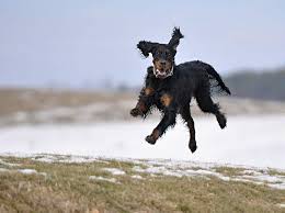 Image result for skotský setr gordonsetr