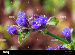 Image result for Cyanotis axillaris