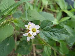 Image result for Melochia melissifolia
