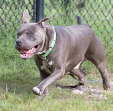 Maybe you would like to learn more about one of these? Jacksonville Humane Society Offering Free Pet Adoptions Firstcoastnews Com