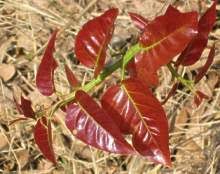 Image result for Ficus ingens