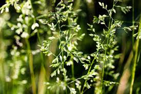 Image result for Deschampsia cespitosa