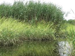 Image result for Phragmites
