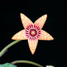 Image result for Tridentea