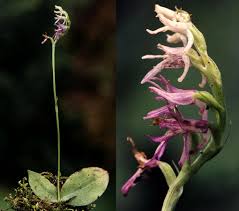 Image result for Brownleea maculata