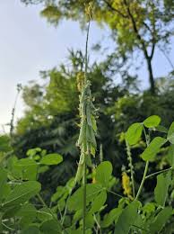 Image result for Crotalaria podocarpa
