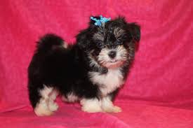 Jul 09, 2021 · havanese puppies for sale by michigan havanese breeders. Havanese Tlc Puppy Love