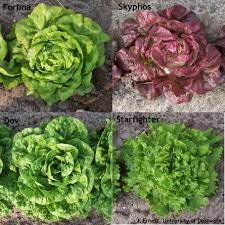 Check spelling or type a new query. Some Heat Tolerant Vegetable Varieties To Consider Vegetable Growers News