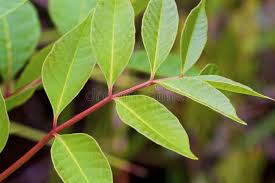 Image result for Rhus Dermatitis