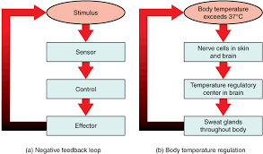 homeostasis anatomy and physiology i