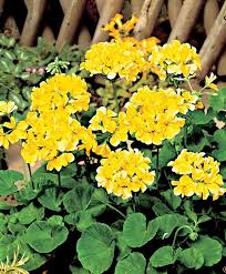 Geranie Gelb Geranien Blumensamen Pflanzen