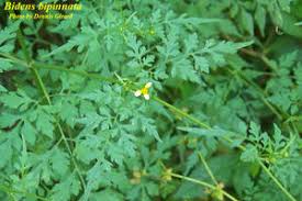 Image result for Bidens bipinnata