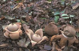 Image result for Geastrum triplex