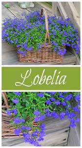 Lobelia Love Tips For Growing Lobelia Plants House Of Hawthornes Container Gardening Flowers Plants Planting Flowers