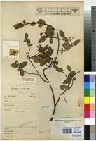 Image result for Rinorea laurentii