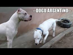 Sampiyonlar Ligi Basliyor Kangal Pitbull Rottweiler Dogo Argentino Strongest Dogs Youtube