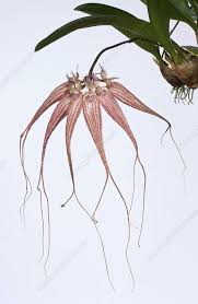 Image result for Bulbophyllum kivuense