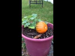 Pumpkin vines that do not run. Part 5 Baby Bear Pumpkin Youtube
