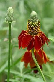 Ratibida Columnifera Red Midget Mexican Hat Plant From North Creek Nurseries Mexican Hat Plant Mexican Hat Unusual Flowers