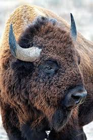 Pin By Neliton Bachmann On Wonderfully Made Buffalo Bison 2 Animals Beautiful Animals Animals Wild