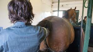 Equine anal