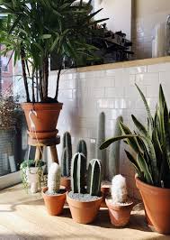 Indoor plant low light australia. 4 Tricks To Growing Happy Houseplants In Dark Apartments Artificial Plants Indoor Plants Succulent Garden Indoor