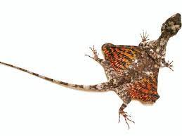 Lizards for sale including bearded dragons , monitors and bluetongues in melbourne from our reptile store. Flying Dragon For Sale Reptiles For Sale