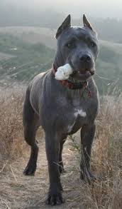 5 Best Personal Protection Dog Breeds Personal Protection Dog Beautiful Dogs Dog Breeds