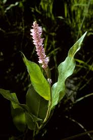Image result for Persicaria barbata