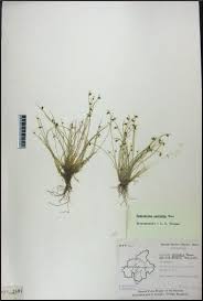 Image result for Lipocarpha