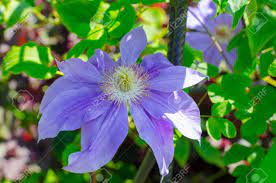 Maybe you would like to learn more about one of these? Clematis Copernicus Close Up Stock Photo Picture And Royalty Free Image Image 102409590