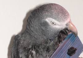 I'll show you what i used. Making Toys For Your Parrot Parrot Toys Parrots Guide Omlet Us