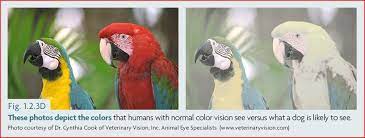 Can Dogs See Color And How Do We Know Parrot Pet Dog Coloring Animals
