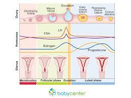 How Your Menstrual Cycle Works Babycenter In 2021 Menstrual Cycle Menstrual Menstrual Cycle Phases