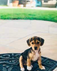 See ridgewood kennels beagle mixed puppies for sale below! Fakten Zur Terrier Beagle Mix Hunde Zentrale